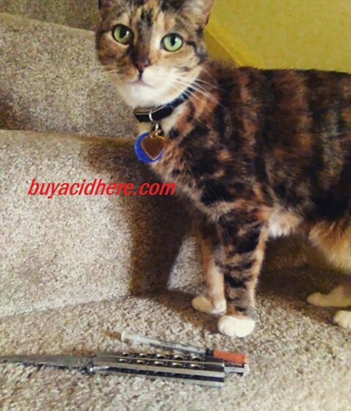 Drug kitty with a collar and tags on a carpeted floor, with 'buyacidhere.com' text overlay.